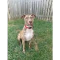 Photo of Dakota *$150 Adoption Fee*