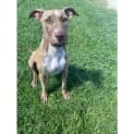 Photo of Dakota *$150 Adoption Fee*