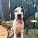 Photo of Sven *$150 Adoption Fee*