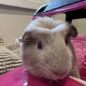 Photo of Elsa (Guinea Pig 13)