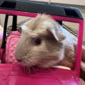 Photo of Elsa (Guinea Pig 13)