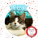 Photo of Ezra *9 Lives Project Rescue*