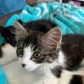 Photo of Ezra *9 Lives Project Rescue*