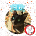 Photo of Ella *9 Lives Project Rescue*