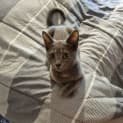 Photo of Smokie