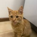 Photo of Sneezy