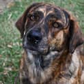 Photo of Nala 35019