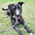 Photo of Pip 35049