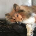 Photo of Lily