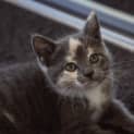 Photo of Cleo