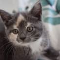 Photo of Cleo