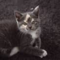 Photo of Cleo