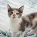 Photo of Cornelia