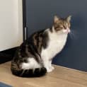 Photo of Biscotti