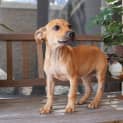 Photo of Maple