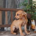 Photo of Maple
