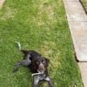 Photo of Ziggy
