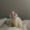 Photo of Angelo