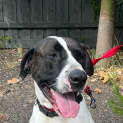 Photo of Dozer