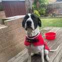 Photo of Dozer