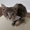 Photo of Chouquette