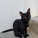 Photo of Samba