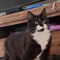 Photo of Frankie
