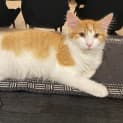 Photo of Mercury