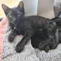 Photo of Blueberry