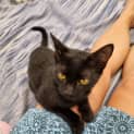 Photo of Samba