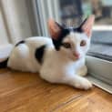 Photo of Spot