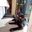 Photo of Rufus