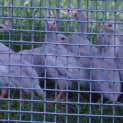 Photo of Guinea Fowl