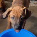 Photo of Odin