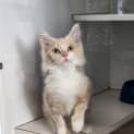 Photo of Feci