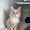 Photo of Feci