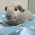 Photo of Alvin (Guinea Pig 65)