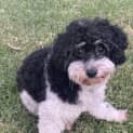 Photo of Kiki   2yr Poodle X Shihtzu ~ On Trial 7/10/23