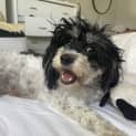 Photo of Kiki   2yr Poodle X Shihtzu ~ On Trial 7/10/23