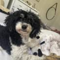 Photo of Kiki   2yr Poodle X Shihtzu ~ On Trial 7/10/23