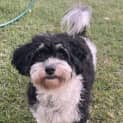 Photo of Kiki   2yr Poodle X Shihtzu ~ On Trial 7/10/23