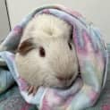 Photo of Alvin (Guinea Pig 65)