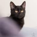 Photo of Jethro **2nd Chance Cat Rescue**
