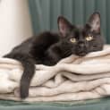 Photo of Jethro **2nd Chance Cat Rescue**