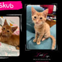Photo of Skub