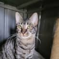 Photo of Bongo
