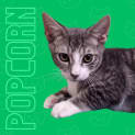 Photo of Popcorn