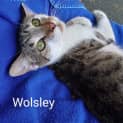 Photo of Wolsley