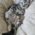 Photo of Orion