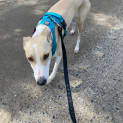 Photo of Bindi